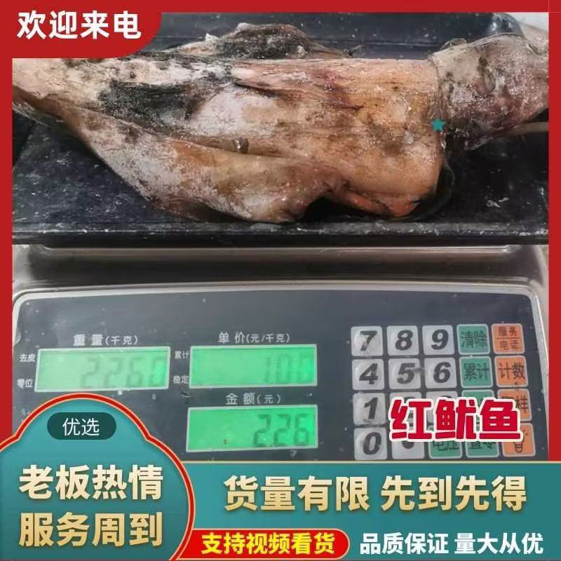 红鱿鱼肉质鲜美细腻口感佳货量有限先到先得欢迎选
