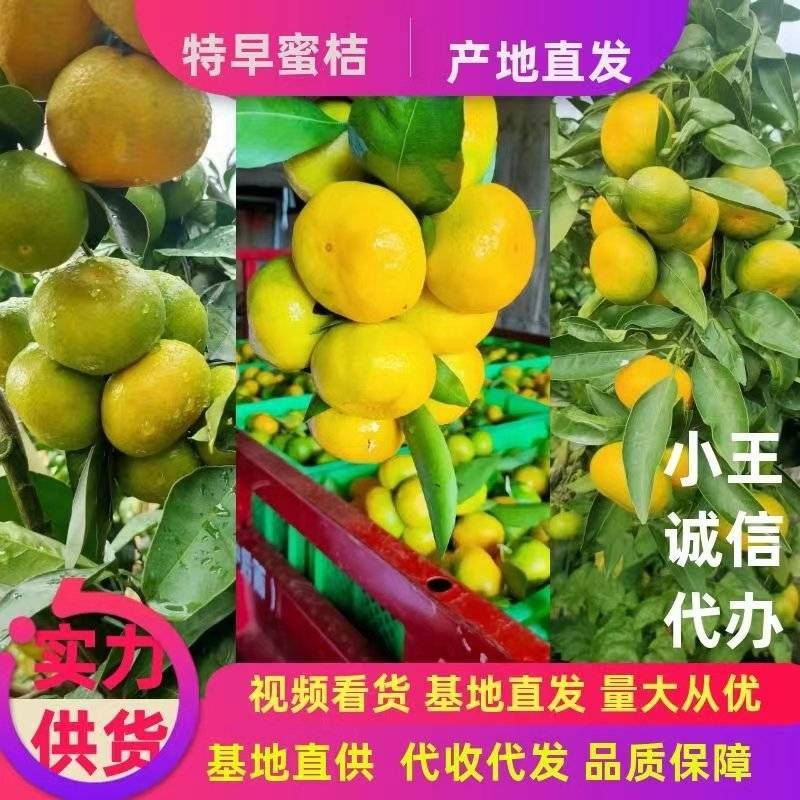 湖北高山蜜橘叶桔特早蜜桔扁柑大量供应电商市场商超