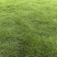 韶关草皮，台湾草