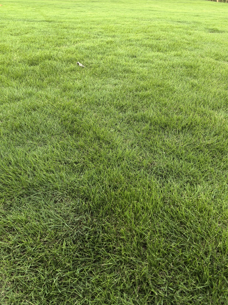 韶关草皮，台湾草