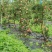 鲁丽苹果