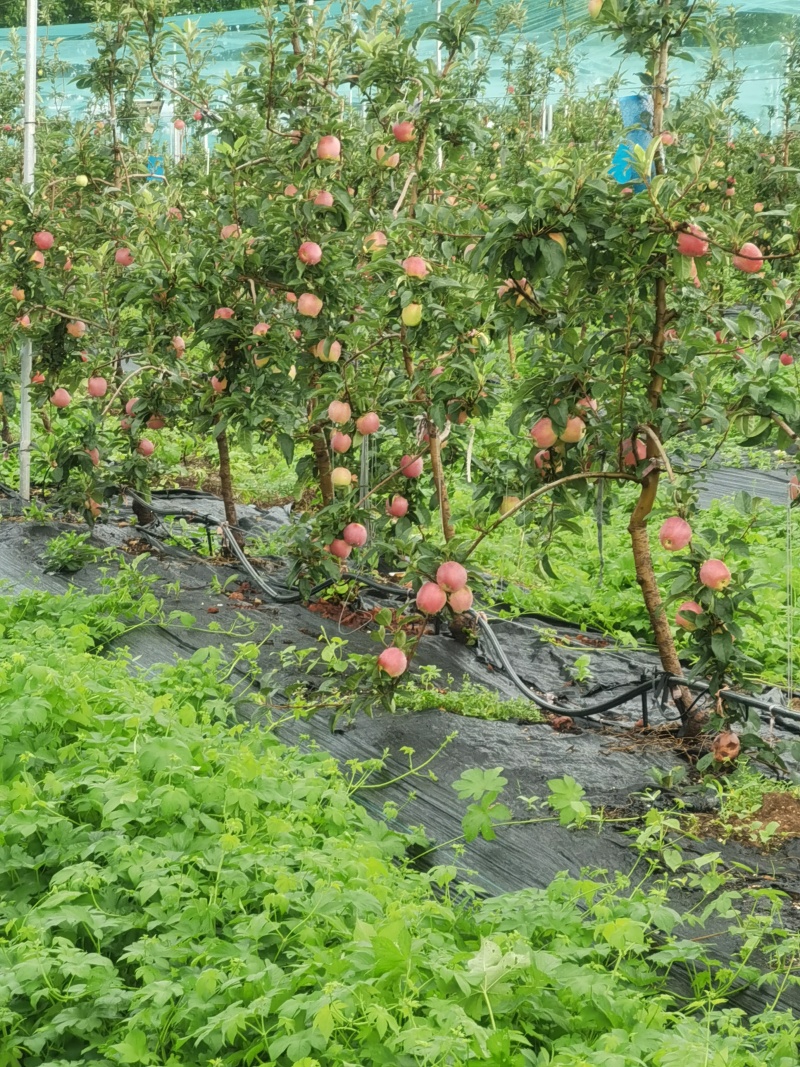 鲁丽苹果