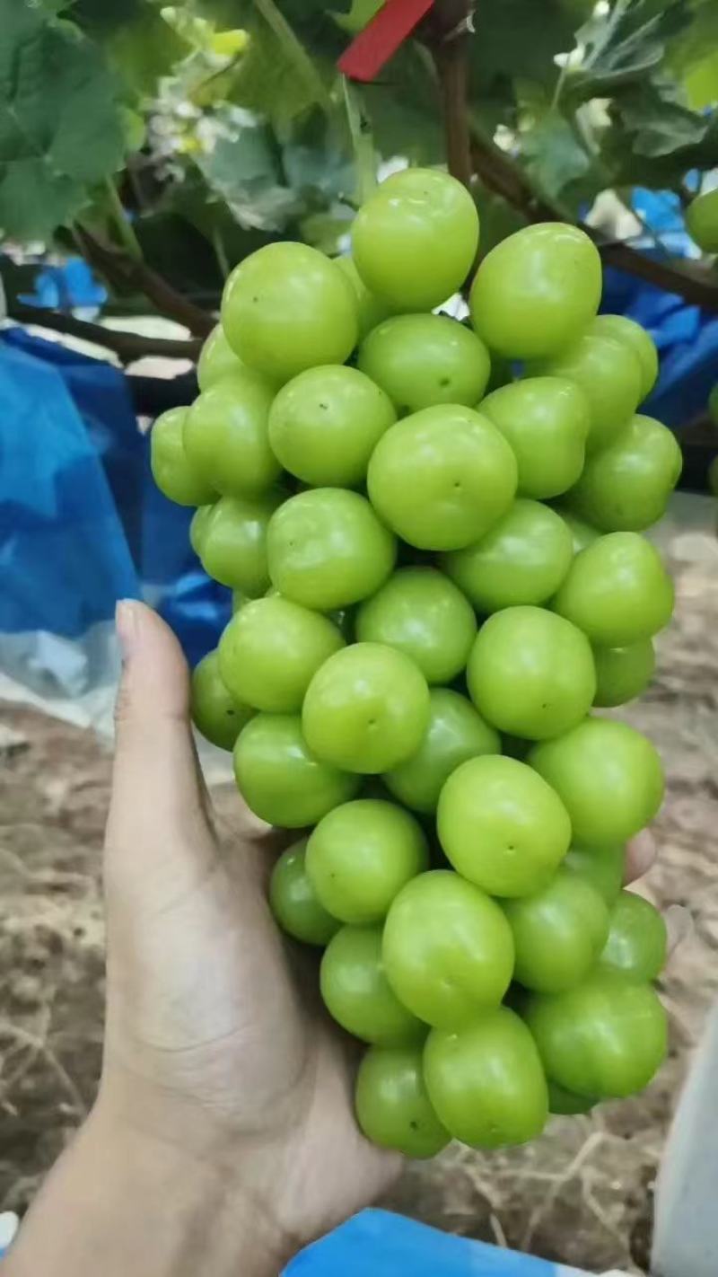 阳光玫瑰葡萄大量上市电商市场商超全国发货