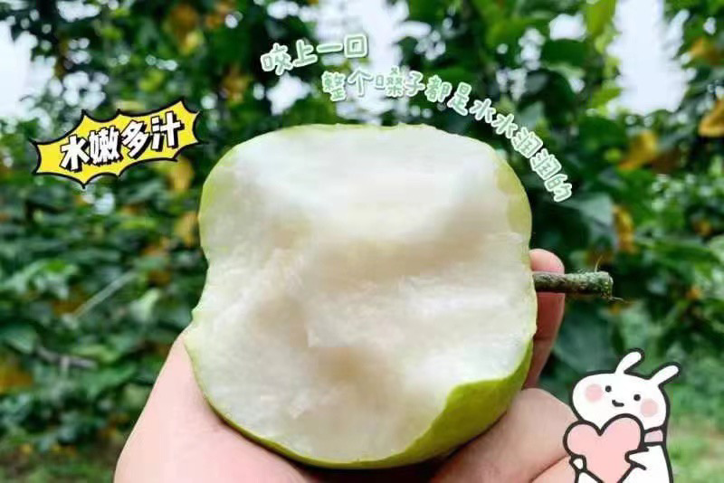皇冠梨