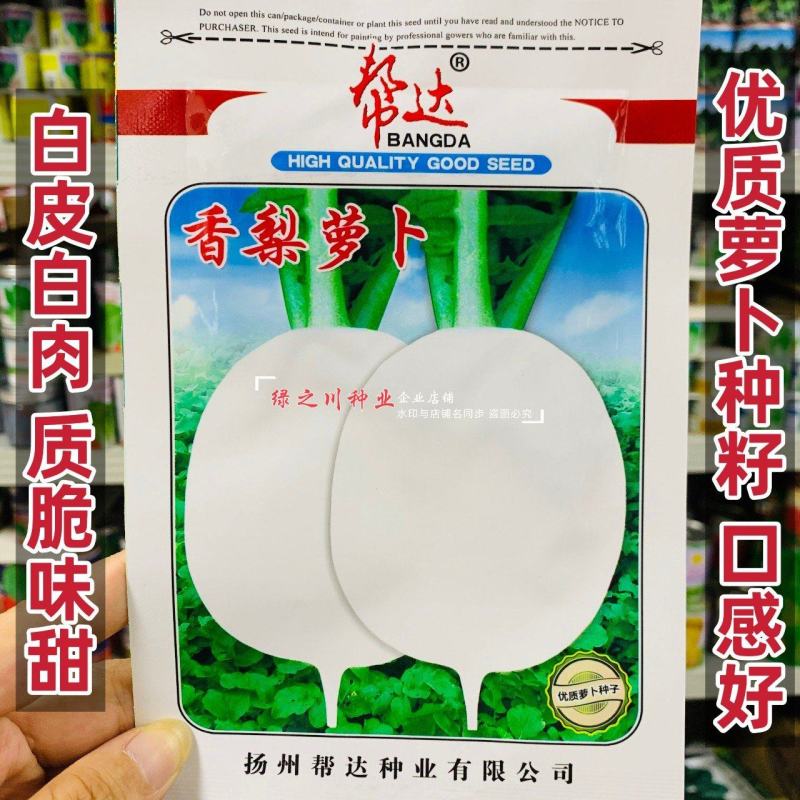 口感脆甜白萝卜种子新品种白皮白肉萝卜种子秋季萝卜籽