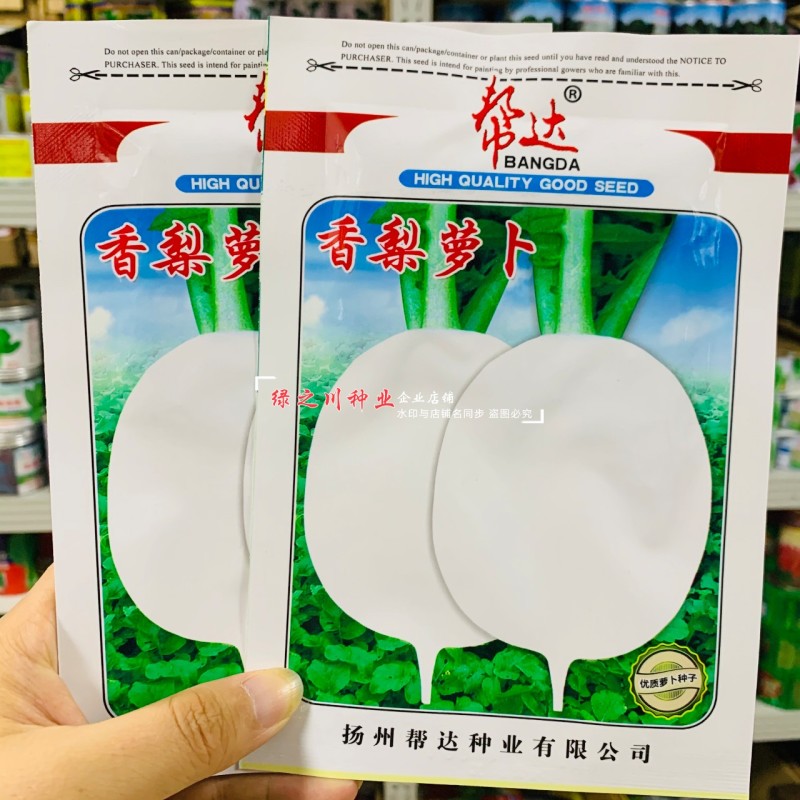 口感脆甜白萝卜种子新品种白皮白肉萝卜种子秋季萝卜籽