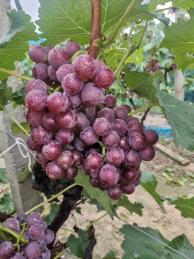 精品巨峰葡萄产地直发货源充足量大从优质量保证欢迎咨
