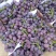 精品巨峰葡萄产地直发货源充足量大从优质量保证欢迎咨