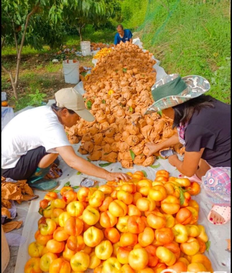 油蟠七大量上市个头大品质好