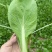 《精品小白菜》曹县小白菜/毛白菜/基地直发/供应市场
