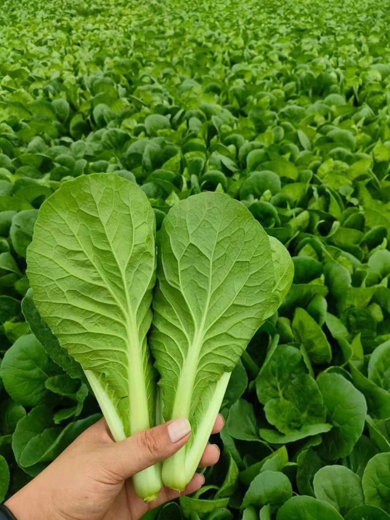 《精品小白菜》曹县小白菜/毛白菜/基地直发/供应市场