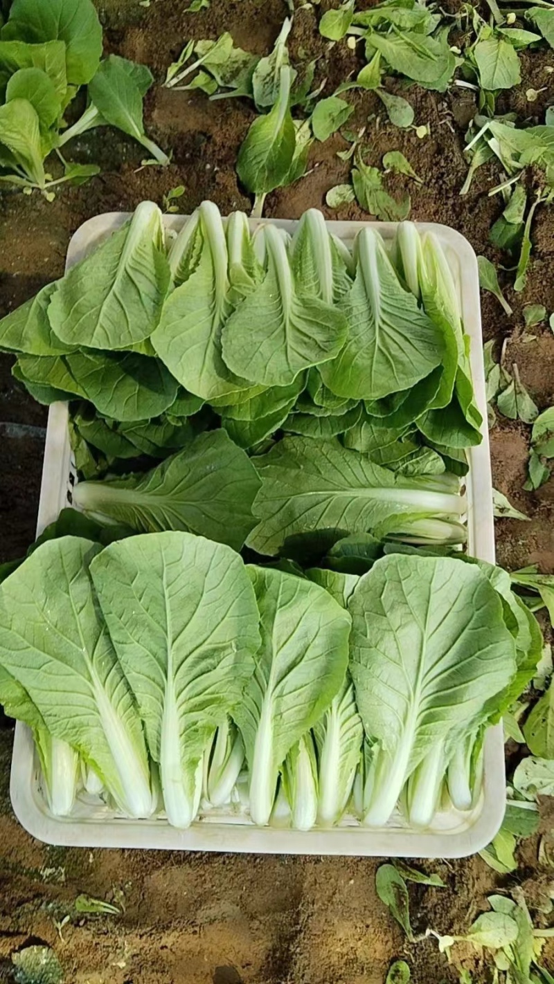 《精品小白菜》曹县小白菜/毛白菜/基地直发/供应市场