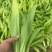 《精品油麦菜》油麦菜/自家基地种植/全年供应/量大价优