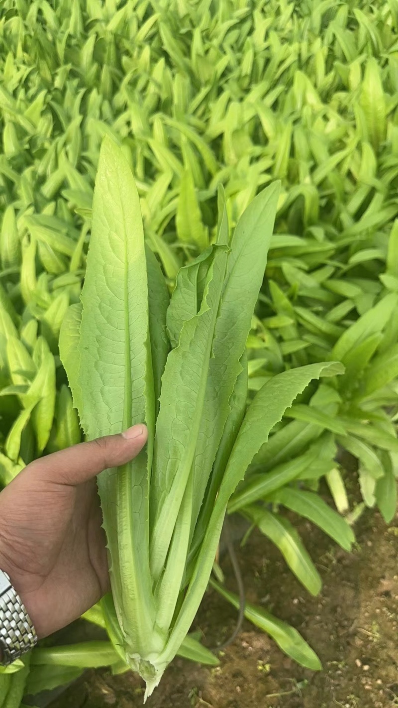 《精品油麦菜》油麦菜/自家基地种植/全年供应/量大价优