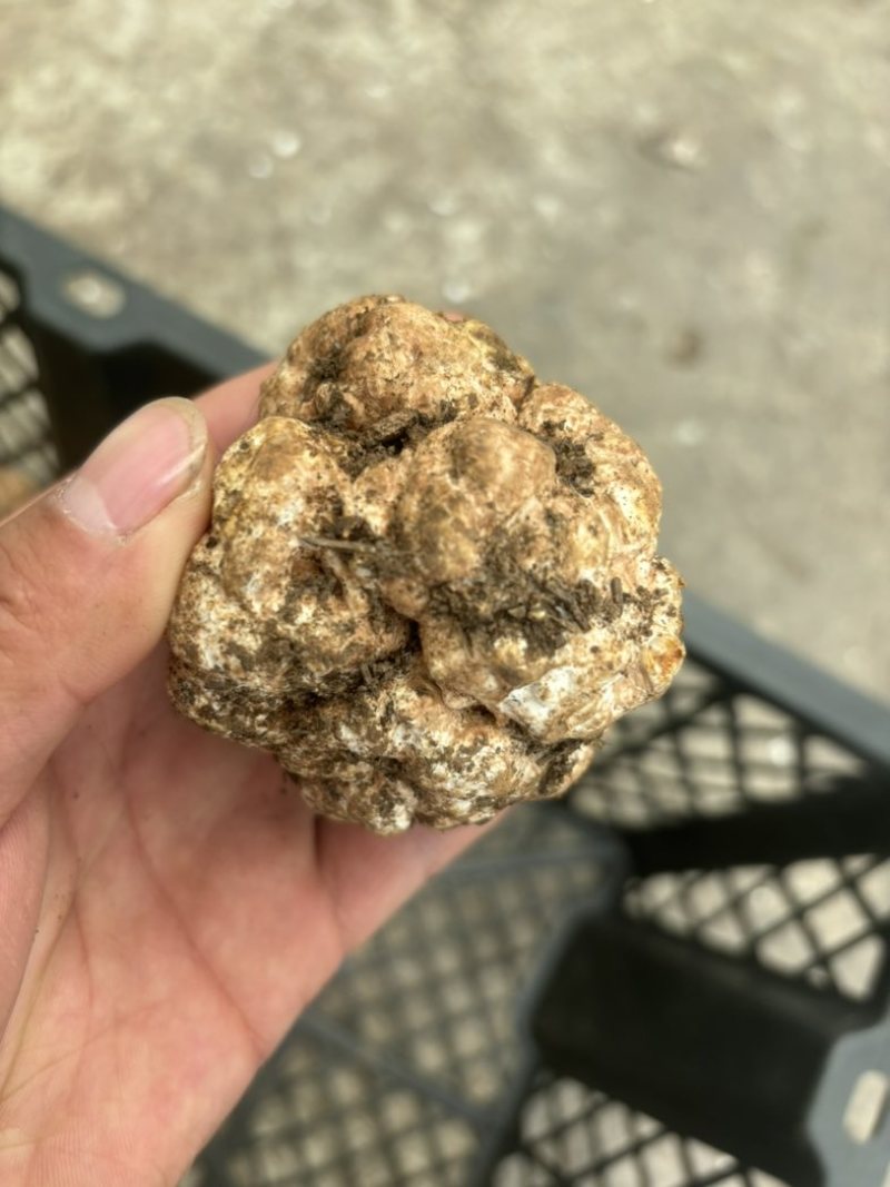 四川白松露全国发货大量现货量大从优可视频看货