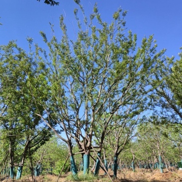 丛生朴树，拼栽原生假植都有，大量供应