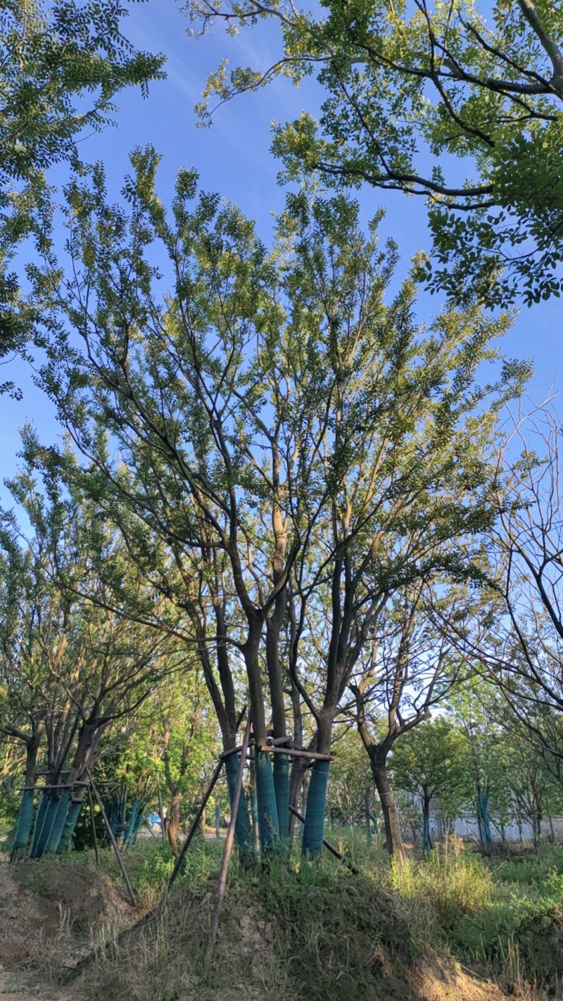 丛生朴树，拼栽原生假植都有，大量供应