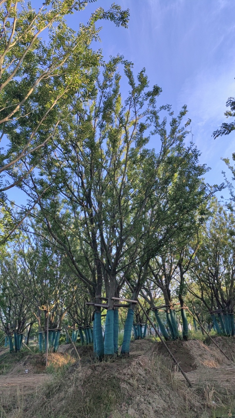 丛生朴树，拼栽原生假植都有，大量供应