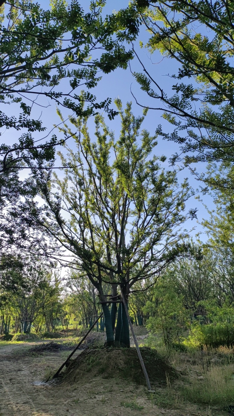 丛生朴树，拼栽原生假植都有，大量供应