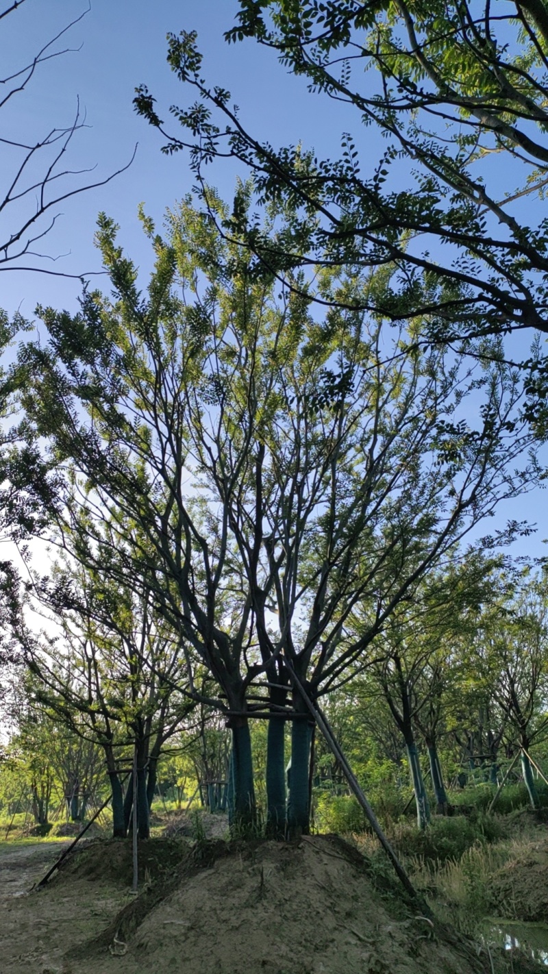 丛生朴树，拼栽原生假植都有，大量供应