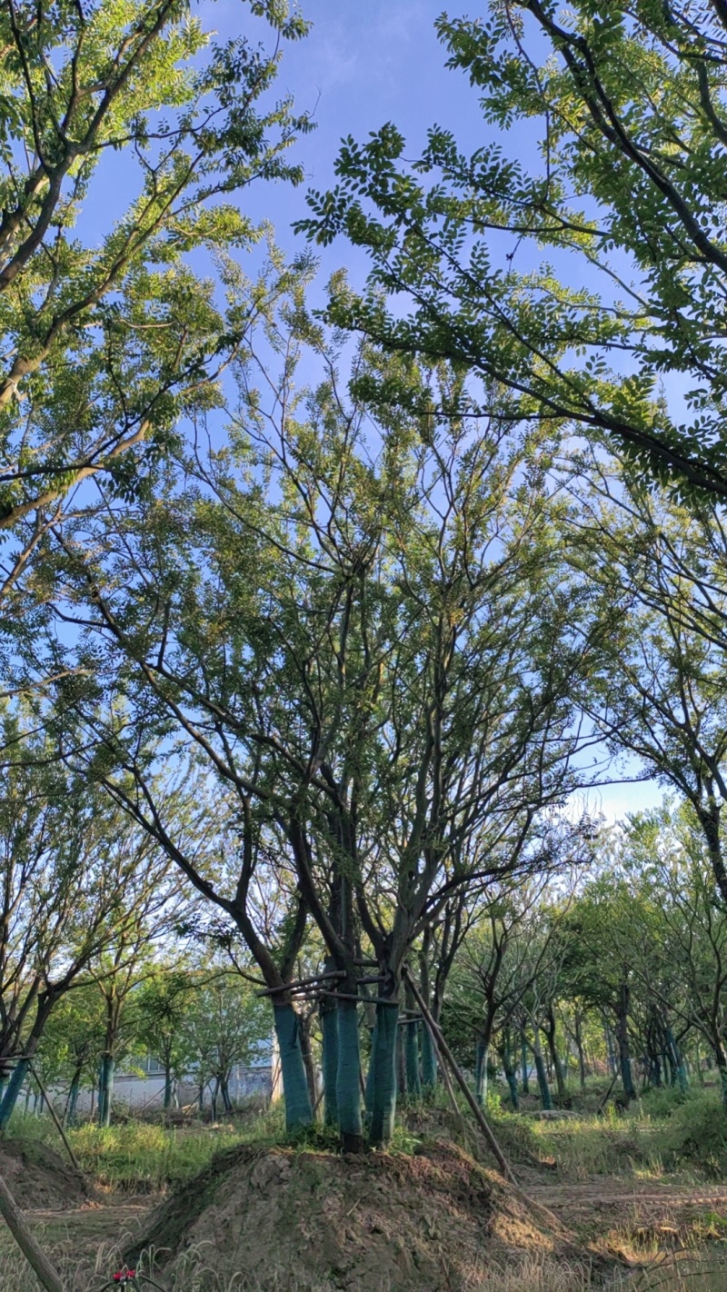 丛生朴树，拼栽原生假植都有，大量供应