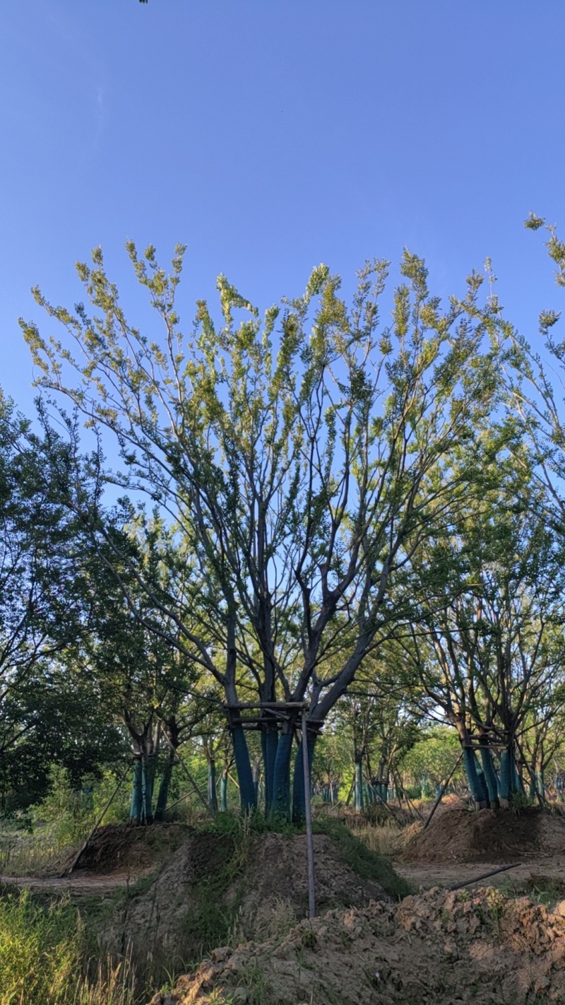 丛生朴树，拼栽原生假植都有，大量供应