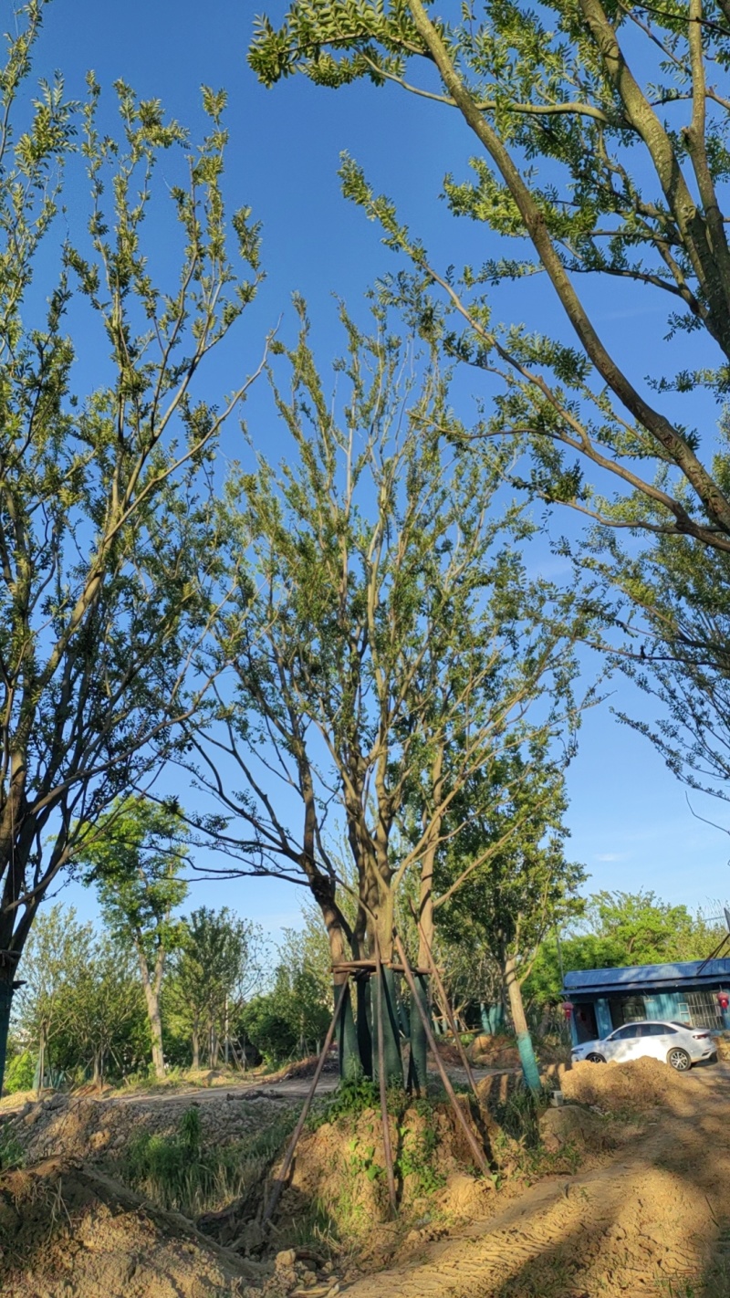 丛生朴树，拼栽原生假植都有，大量供应