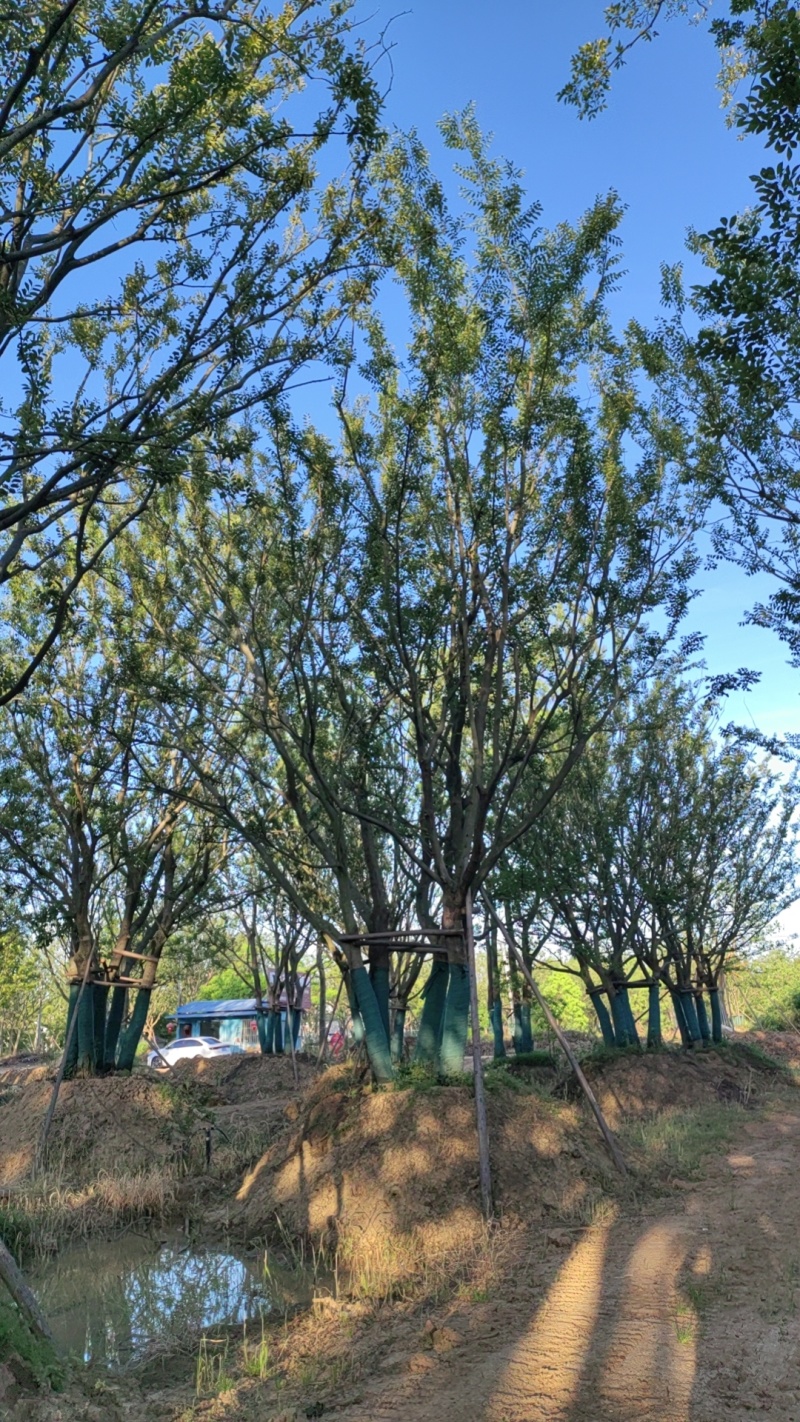 丛生朴树，拼栽原生假植都有，大量供应