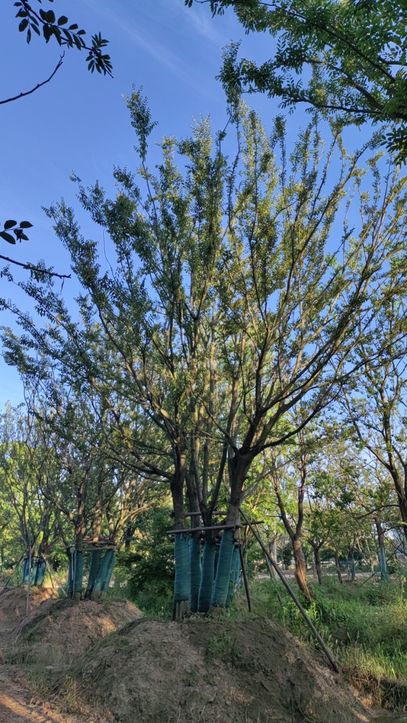 丛生朴树，拼栽原生假植都有，大量供应