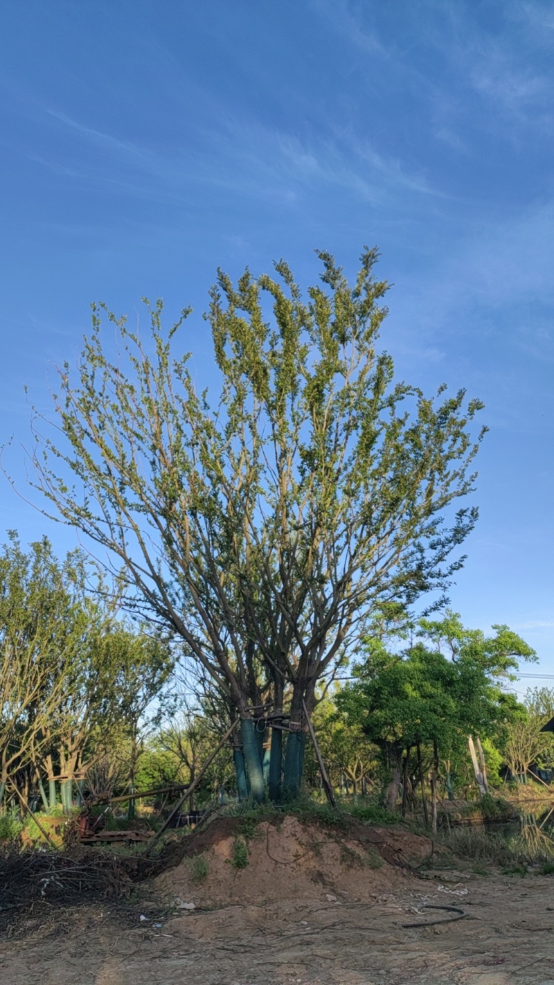 丛生朴树，拼栽原生假植都有，大量供应