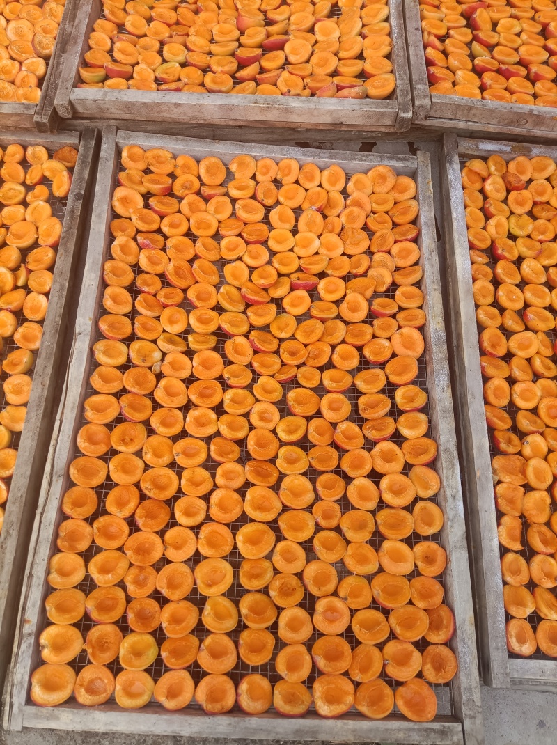 杏干大全