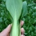 《上海青》基地种植/一手货源/全年供应/承接电商市场