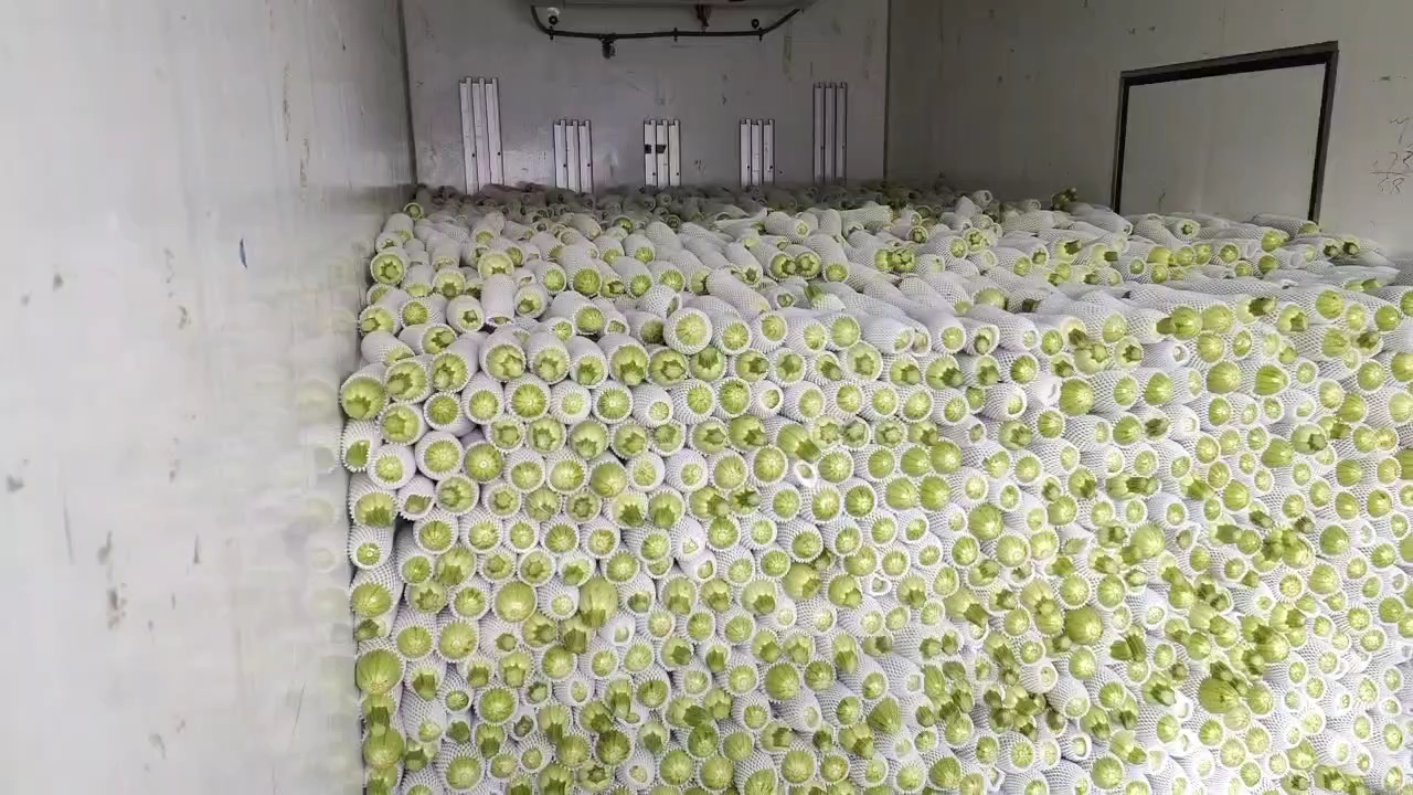 西葫芦在冷藏库中整齐堆放 西葫芦在冷藏库中整齐堆放