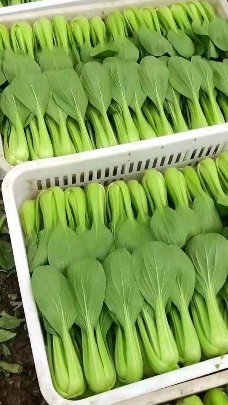 上海青/北京上海青/基地种植/全年有货/供应市场商场