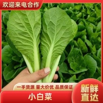 《精品小白菜》曹县小白菜/毛白菜/基地直发/供应市场