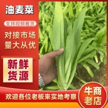 《精品油麦菜》油麦菜/自家基地种植/全年供应/量大价优