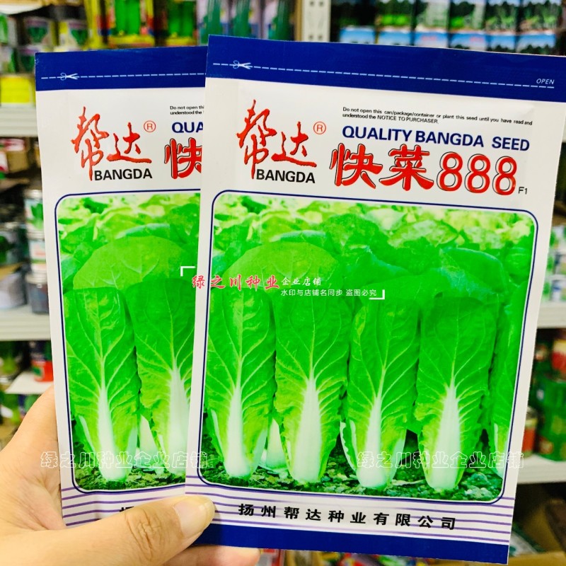 易种快菜种子速生小白菜种子四季白菜种籽耐热耐湿杂交小白菜