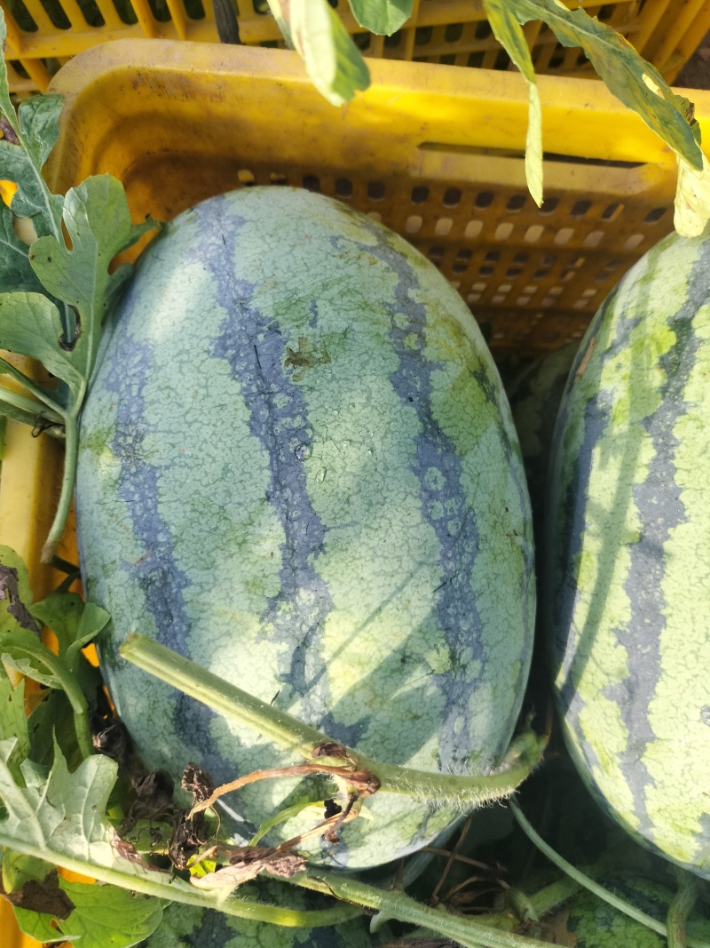 广西桂林露天西瓜大量上市，精品瓜，品质保证，价格实惠