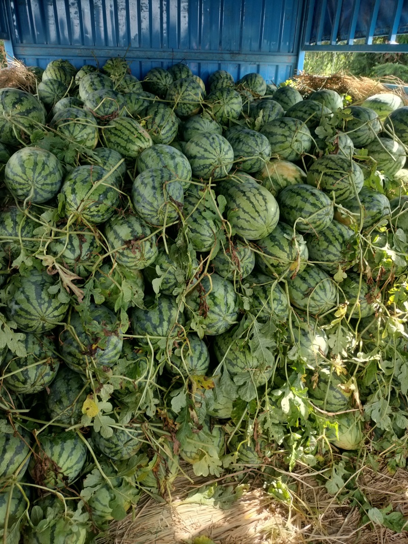 广西桂林露天西瓜大量上市，精品瓜，品质保证，价格实惠
