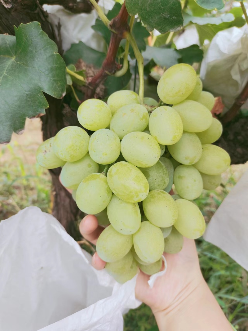 青提