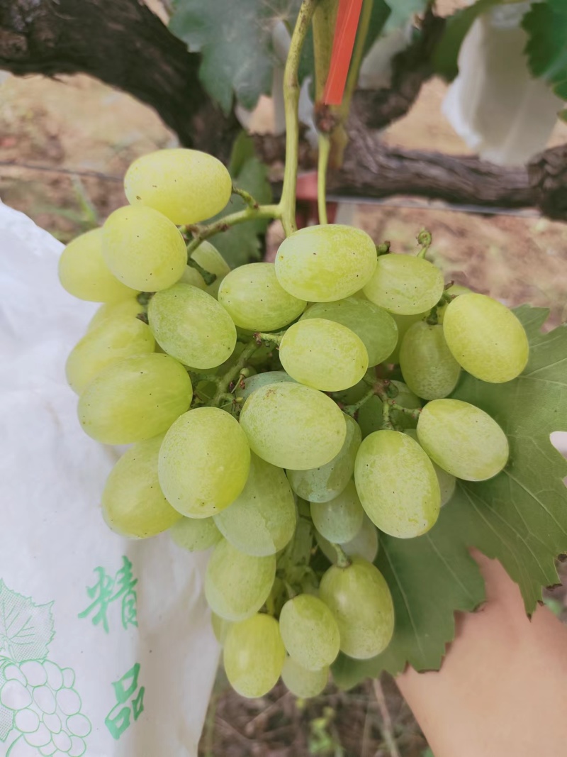 青提