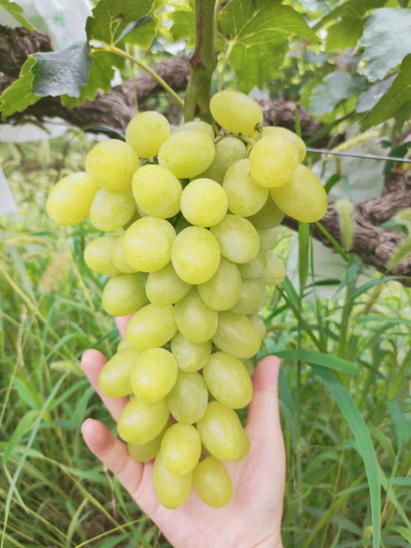 青提