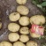 吉林省土豆大量上市，实验一，尤金885等优质品种