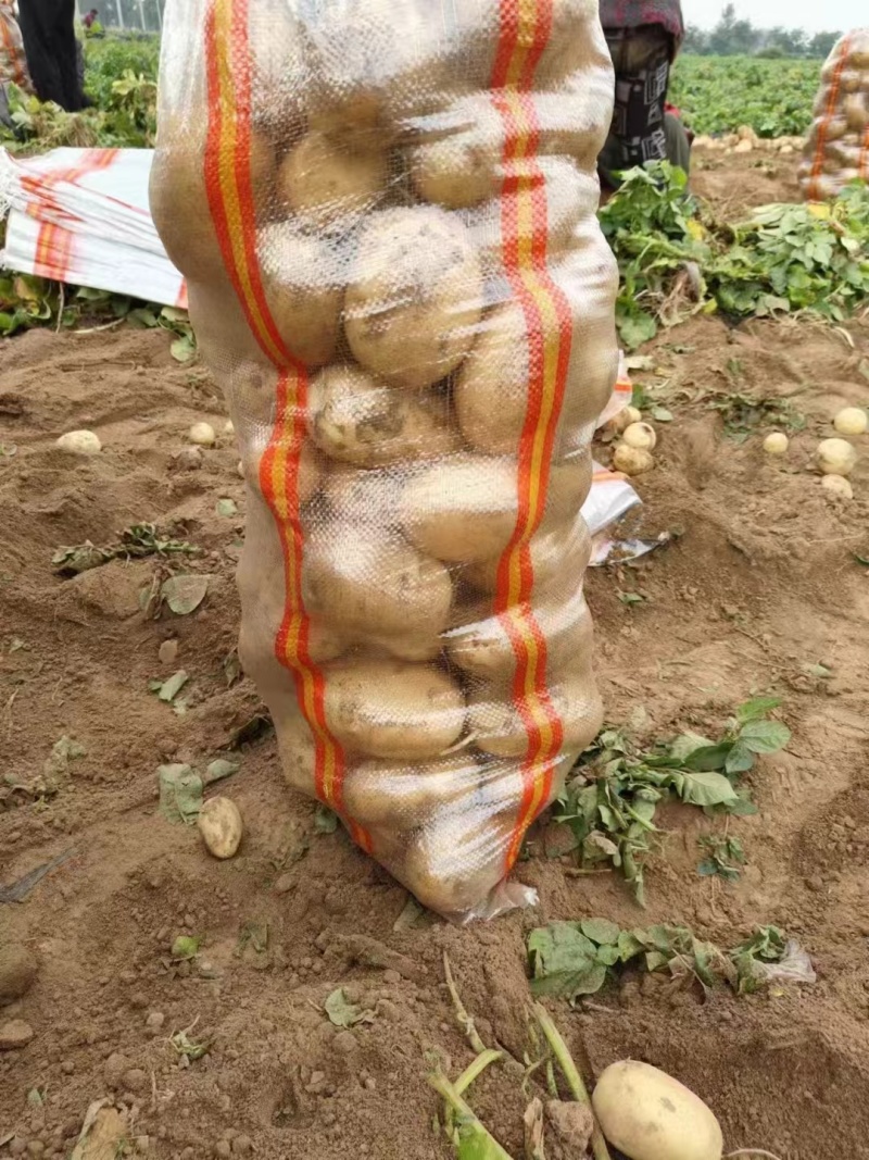 吉林省土豆大量上市，实验一，尤金885等优质品种