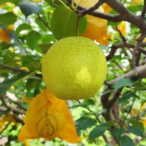 泸西高原雪花梨
