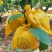 泸西高原雪花梨