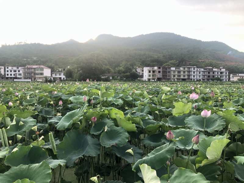 新鲜现摘莲蓬