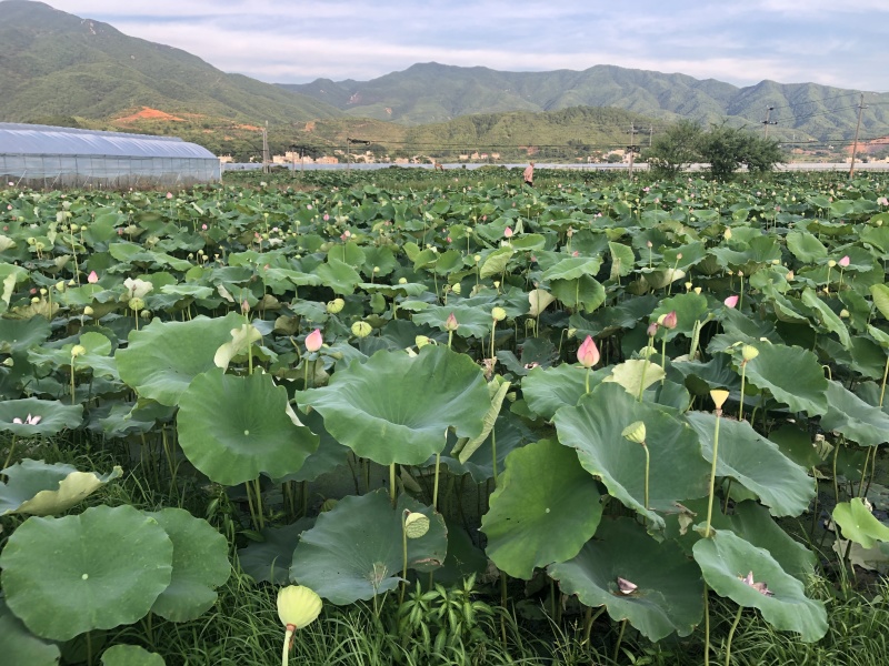 新鲜现摘莲蓬