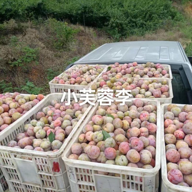 小芙蓉李上市，需要的老板速联系我
