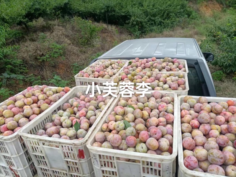 小芙蓉李上市，需要的老板速联系我